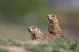 <p>SYSEL OBECNÝ (Spermophilus citellus) /European ground squirrel - Europäischer Ziesel/</p>